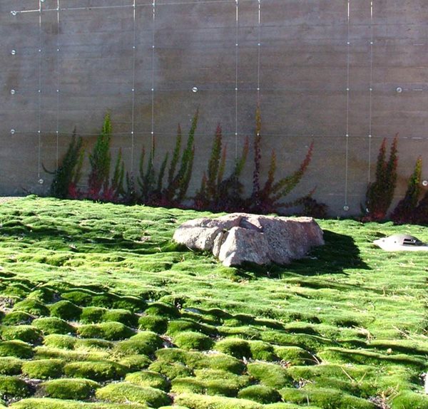 Courtney McRickard
Garden Design
Calimesa, CA