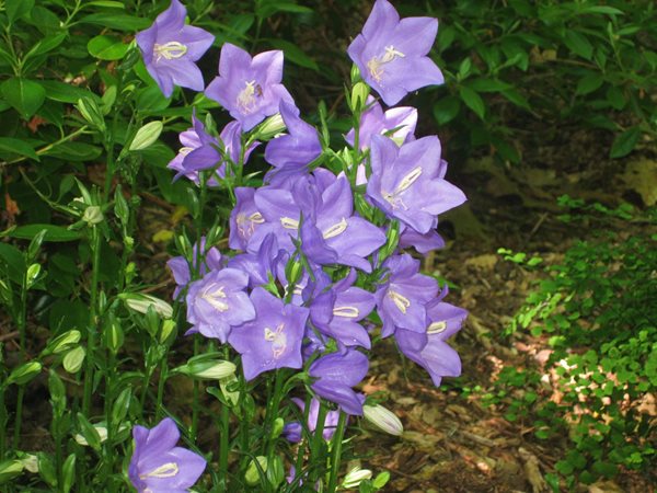 Creating a Shade Garden
Garden Design
Calimesa, CA