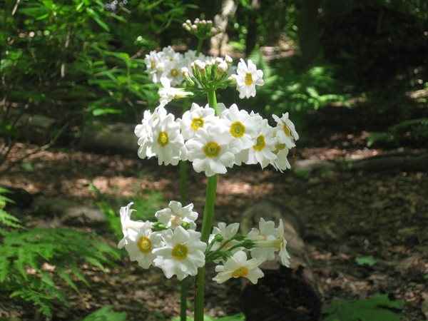 Creating a Shade Garden
Garden Design
Calimesa, CA