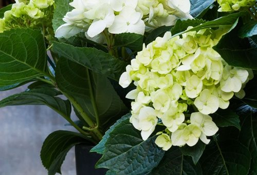 Daniel Richards Garden - Gallery | Garden Design