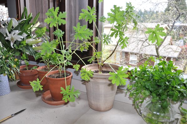 Decorating With Herbs
Garden Design
Calimesa, CA