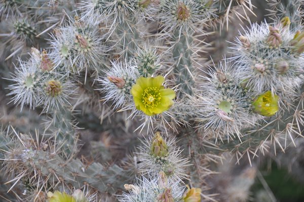 Decorating With Succulents
Garden Design
Calimesa, CA