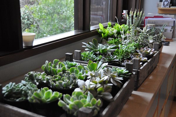 Decorating With Succulents
Garden Design
Calimesa, CA
