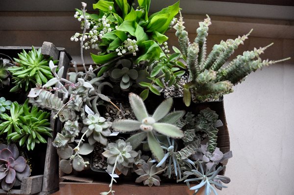 Decorating With Succulents
Garden Design
Calimesa, CA