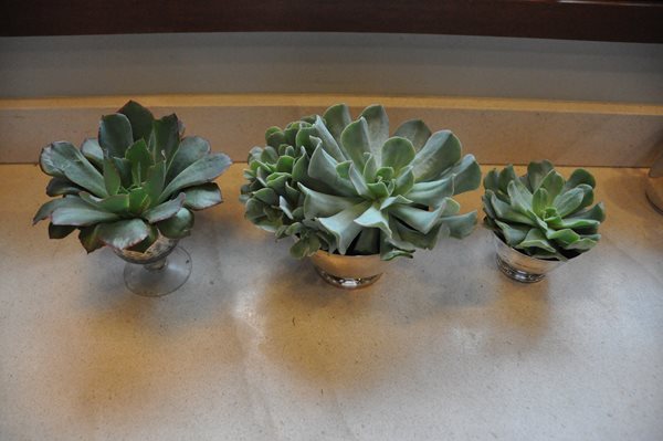 Decorating With Succulents
Garden Design
Calimesa, CA