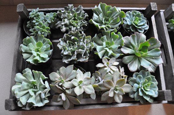 Decorating With Succulents
Garden Design
Calimesa, CA