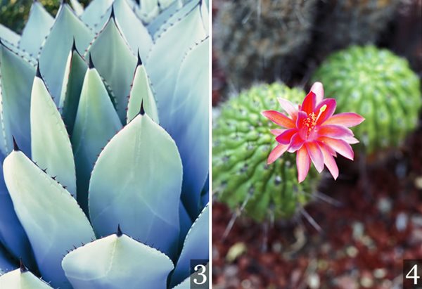 Desert Garden Succulents & Cacti
Garden Design
Calimesa, CA