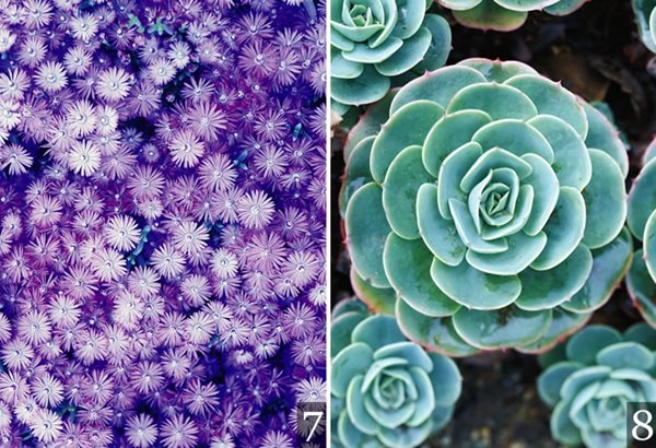 Desert Garden Succulents & Cacti
Garden Design
Calimesa, CA