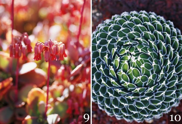 Desert Garden Succulents & Cacti
Garden Design
Calimesa, CA