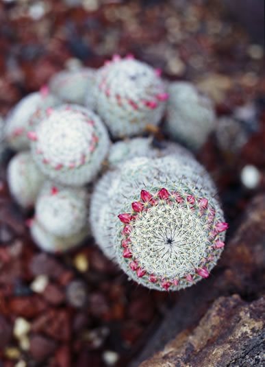 Desert Garden Succulents & Cacti
Huntington Botanical Gardens
San Marino, CA