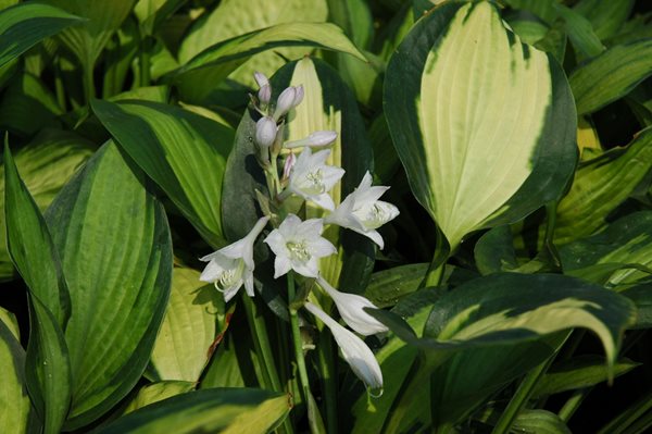 Design a Showy Flowerbed with These 5 Easy-Care Perennials
Costa Farms
Miami, FL