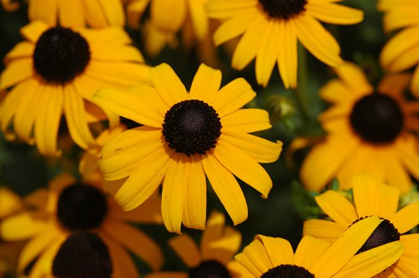Design a Showy Flowerbed with These 5 Easy-Care Perennials
Costa Farms
Miami, FL