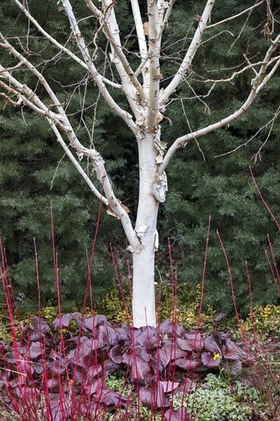 Betula Utilis, White Bark
Design a Winter Garden that Combines Toughness, Color & Texture
Bressingham Gardens
Norfolk, England