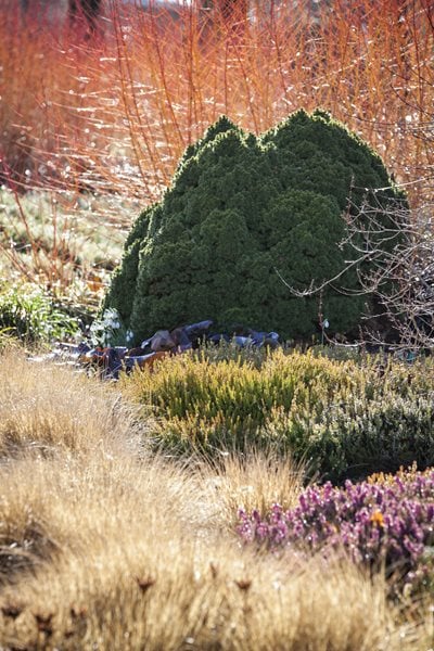 Evergreen, Alberta Globe, Pennisetum
Design a Winter Garden that Combines Toughness, Color & Texture
Bressingham Gardens
Norfolk, England