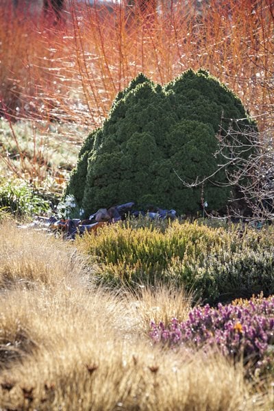 Design a Winter Garden that Combines Toughness, Color & Texture - Gallery