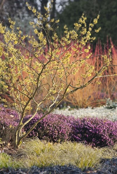 Flowering Tree, Witch Azel
Design a Winter Garden that Combines Toughness, Color & Texture
Bressingham Gardens
Norfolk, England