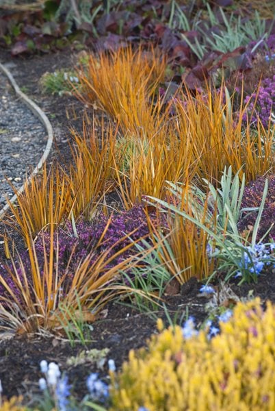 Gold Leaf Grass, Border
Design a Winter Garden that Combines Toughness, Color & Texture
Bressingham Gardens
Norfolk, England