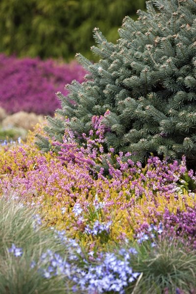 Rocky Mountain Fir, Winter Plants
Design a Winter Garden that Combines Toughness, Color & Texture
Bressingham Gardens
Norfolk, England