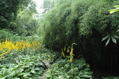 Designing with Bamboo
Garden Design
Calimesa, CA