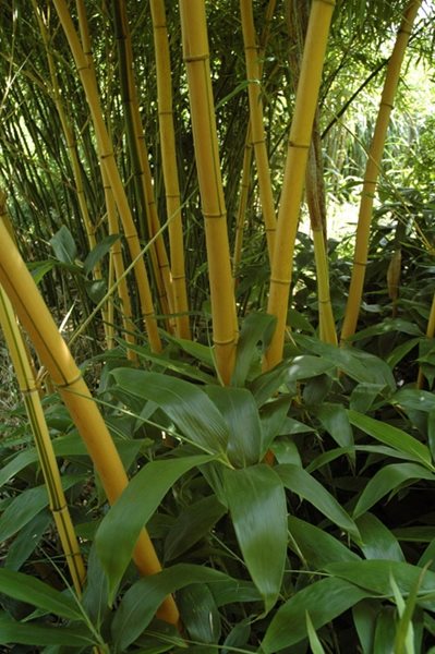 Designing with Bamboo
Garden Design
Calimesa, CA