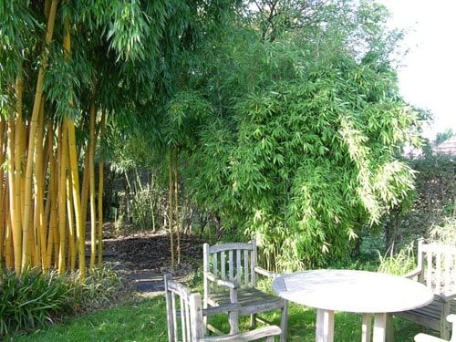 Designing with Bamboo Gallery Garden Design