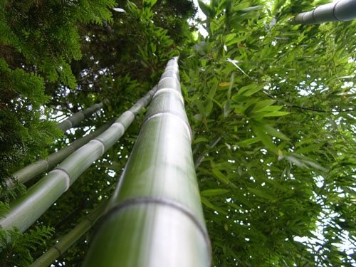 Designing with Bamboo
Garden Design
Calimesa, CA