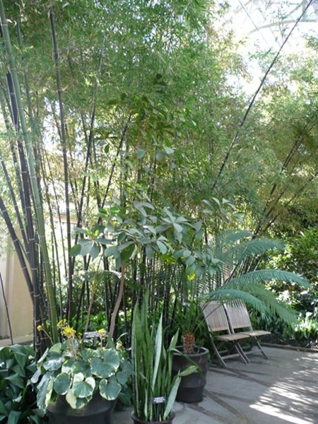 Designing with Bamboo
Garden Design
Calimesa, CA