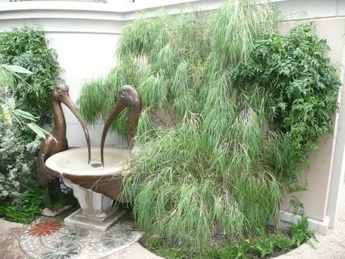 Designing with Bamboo
Garden Design
Calimesa, CA