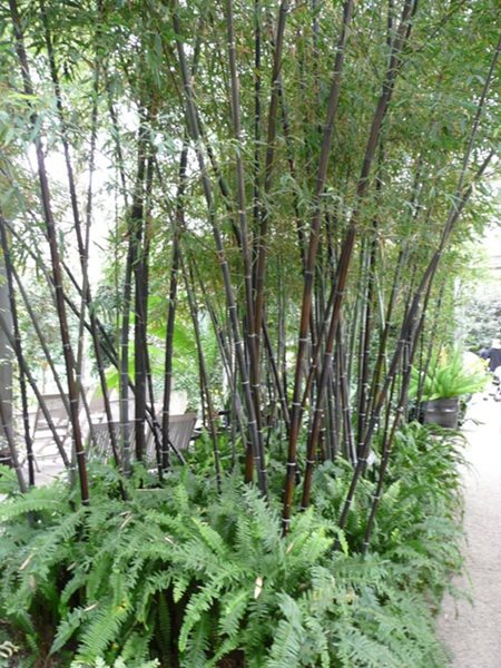 Designing with Bamboo
Garden Design
Calimesa, CA