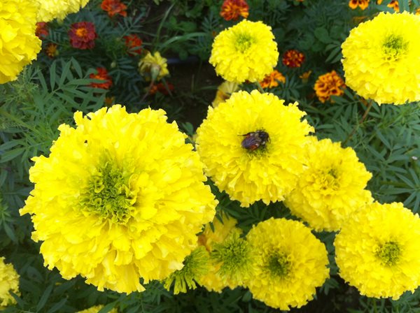 DIY Marigold Garlands - Gallery | Garden Design DIY Marigold Garlands Gallery Garden Design