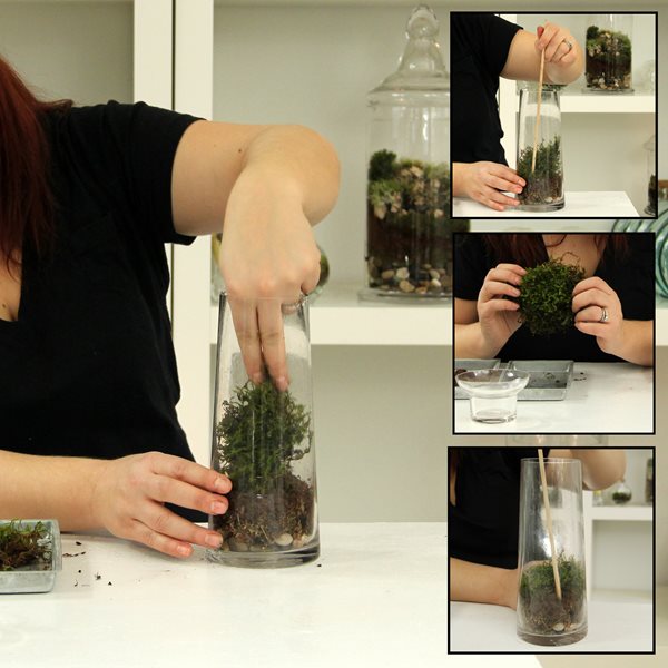 How To Collect MOSS For TERRARIUM  EASY DIY glass terrarium 