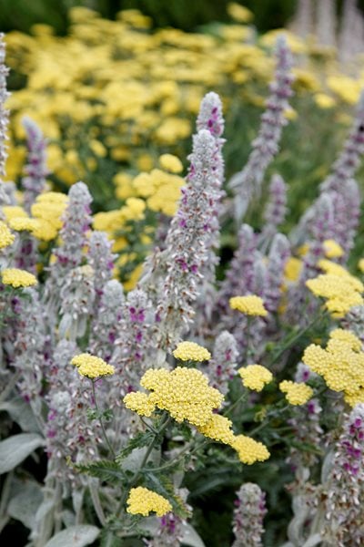 "Dream Team's" Portland Garden
Garden Design
Calimesa, CA