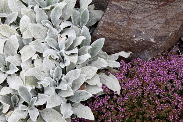 "Dream Team's" Portland Garden
Garden Design
Calimesa, CA