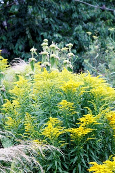 "Dream Team's" Portland Garden
Garden Design
Calimesa, CA