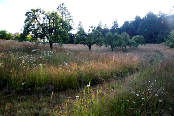 "Dream Team's" Portland Garden
Garden Design
Calimesa, CA