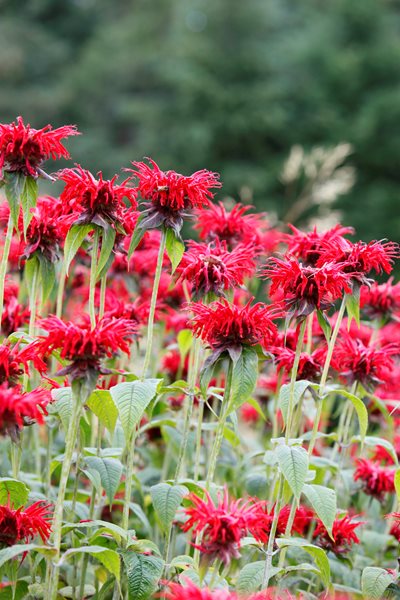 "Dream Team's" Portland Garden
Garden Diva Designs
Hillsboro, OR