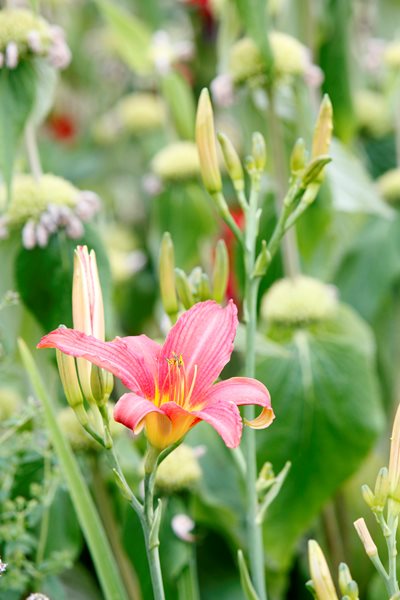 "Dream Team's" Portland Garden
Garden Diva Designs
Hillsboro, OR