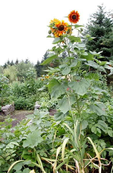"Dream Team's" Portland Garden
Garden Diva Designs
Hillsboro, OR