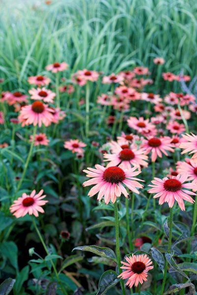 "Dream Team's" Portland Garden
Garden Diva Designs
Hillsboro, OR
