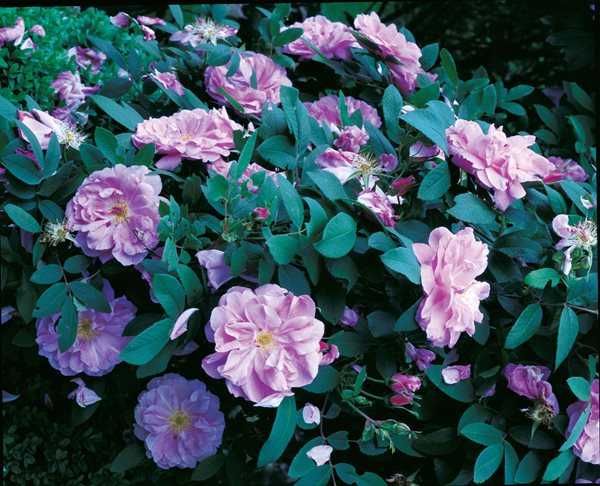 Duck Hill: Page Dickey's Garden in Upstate New York
Garden Design
Calimesa, CA