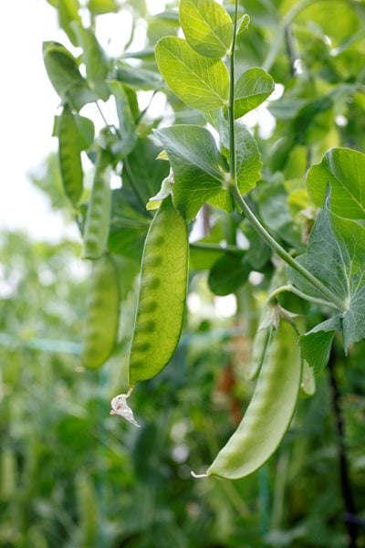 Edible Garden Pictures
Garden Diva Designs
Hillsboro, OR