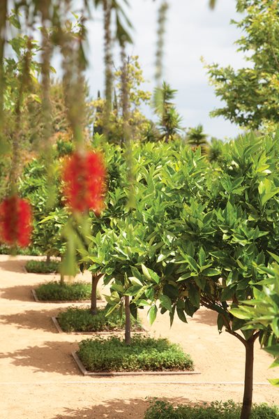 Edible Garden Pictures
Mark Tessier Landscape Architecture
Santa Monica, CA