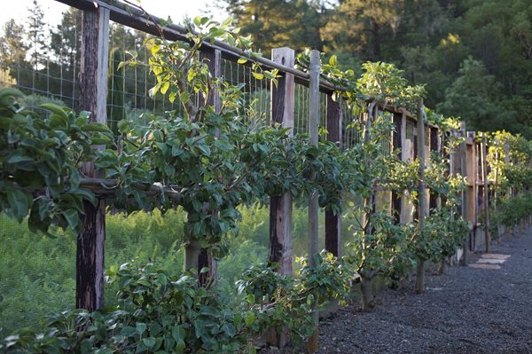 Edible Garden Pictures
MIX Garden
Healdsburg, CA