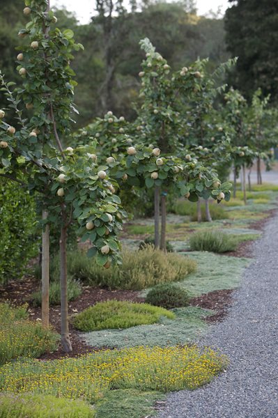 Edible Garden Pictures
MIX Garden
Healdsburg, CA
