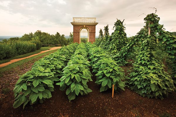 Edible Garden Pictures
Monticello
Charlottesville, VA