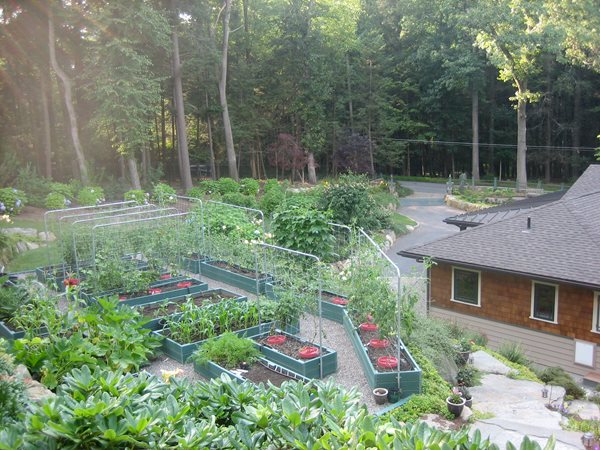 Edible Garden Pictures
Nancy Hallberg (Homeowner)
Waccabuc, NY