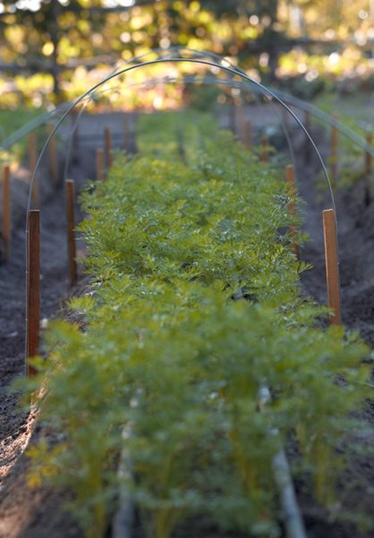 Edible Garden Pictures
Thomas Hobbs
Vancouver, BC