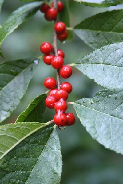 Ilex Verticillata, Winterberry Holly
Fall & Winter Plants for New England
New England Wild Flower Society
Framingham, MA