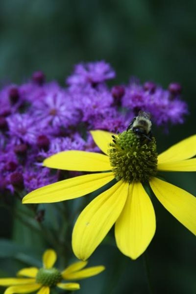 Fall & Winter Plants for New England
New England Wild Flower Society
Framingham, MA