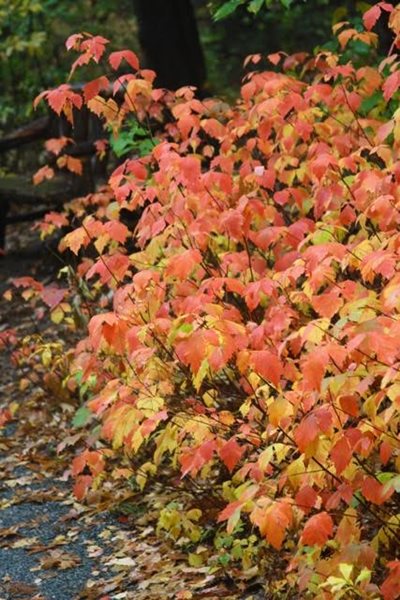Rhus Aromatica,
Fall & Winter Plants for New England
New England Wild Flower Society
Framingham, MA